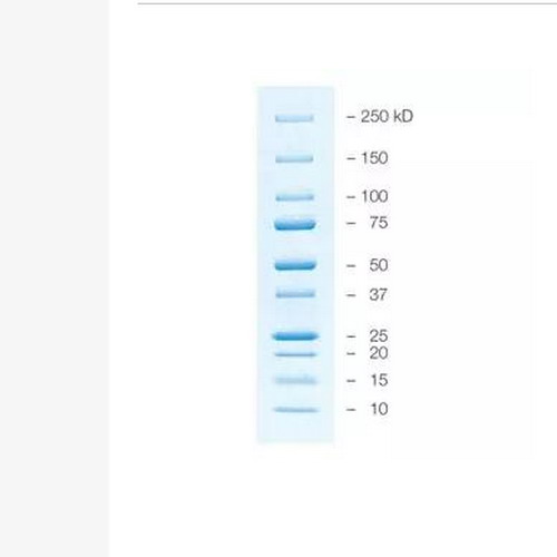 Bio-rad伯樂Precision Plus Protein蛋白marker藍色預染1610373/1610393
