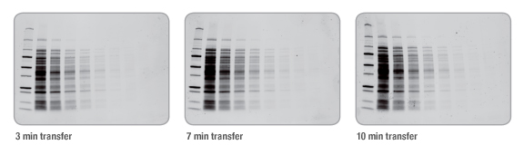 BIO-RAD Trans-Blot®Turbo美國伯樂全能型蛋白轉印系統1704150